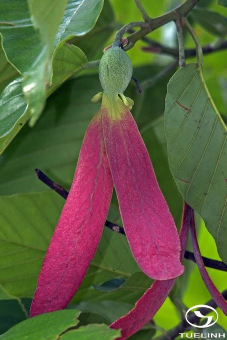 Dipterocarpus turbinatus .